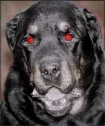Lady Howard is said to have a hell hound with glowing red eyes