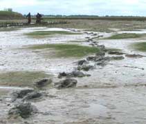 MuddyShoreWeb.jpg