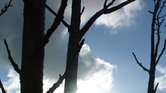 Hope of the forest... Hope of the forest...