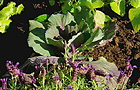 Cabbage and lavender