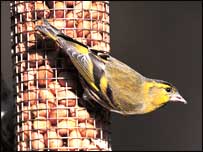 Bird