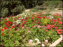 باغ سرکاری