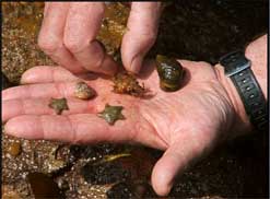 Rock pool creatures