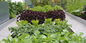 growing_taste_lettuce.jpg