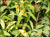 10butterflies_203.jpg