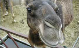 Camel