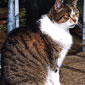 A cat with more than 9 lives...