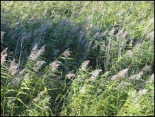 Sedge