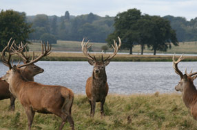 deer-by-lake-286x161.jpg