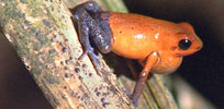 Poison arrow frogs