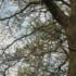 Parakeet in an Oak