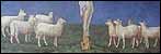Sheep on a picture