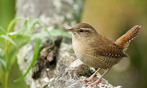 wren-by-geordieclio-aka-bar.jpg