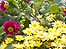 Flowerbeds