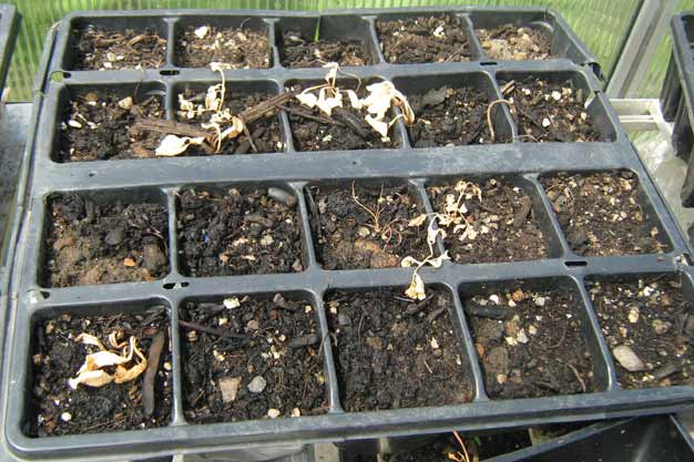 Empty pots