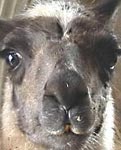 llama
