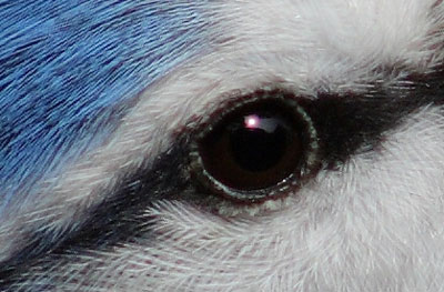 Eye 1