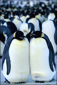 Penguen