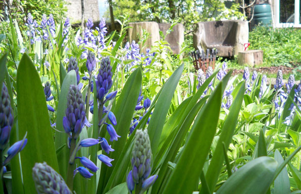 bluebells
