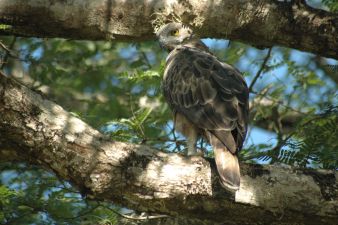 eagle
