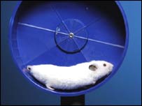 Hamster