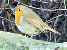 A robin on a branch