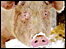 Eastbrook Organic Pig farm