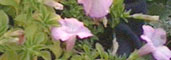 Photo of some flowers