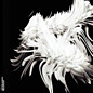 Review of Messidor Review of Messidor