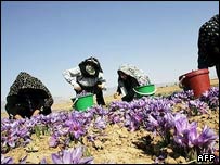 زعفران