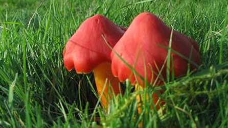 fungi_botanical_gardens.jpg