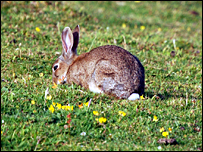 bunny.jpg