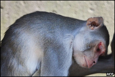 rhesus monkeys