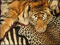 tiger