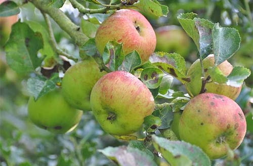 apple tree no. 8