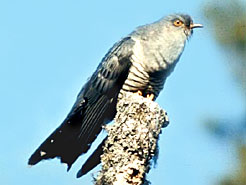Cuthag