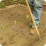 Sowing lettuce seeds