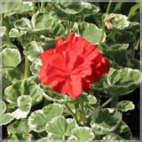 Geranium