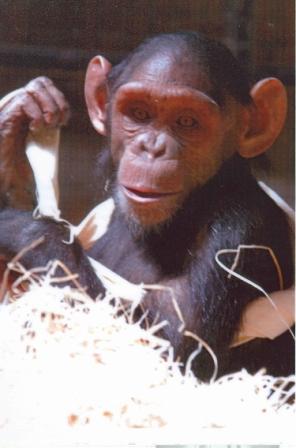 chimp.JPG
