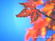 Wallpaper: Oakleaf