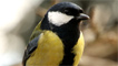 A great tit by Tom Richards 
