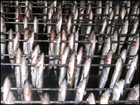 hungsprats203.jpg