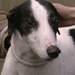 Alfie