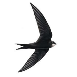 swift.JPG