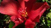 Red Flower Red Flower