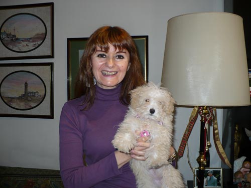 Toy poodle