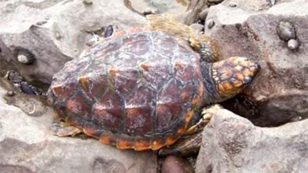 loggerhead1.jpg