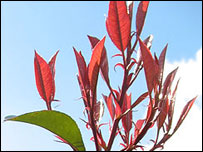 photinia