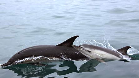 dolphin1.jpg