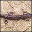 Newt